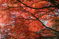 養老渓谷で撮影したカエデの紅葉の写真にリンク