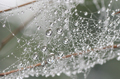 奈良倉山で撮影したクモの糸に付いた水滴の写真にリンク