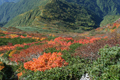 中ノ岳山腹の紅葉を俯瞰した写真にリンク