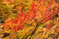 六甲山の紅葉の写真にリンク