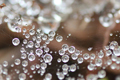 百蔵山で撮影した水滴の写真へのリンク