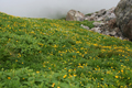 白馬岳のお花畑の写真にリンク