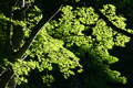 雲取山で撮影したカエデの写真にリンク