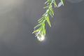 杉の葉先に付いた水滴の写真