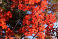 ツツジの真っ赤な紅葉の写真にリンク