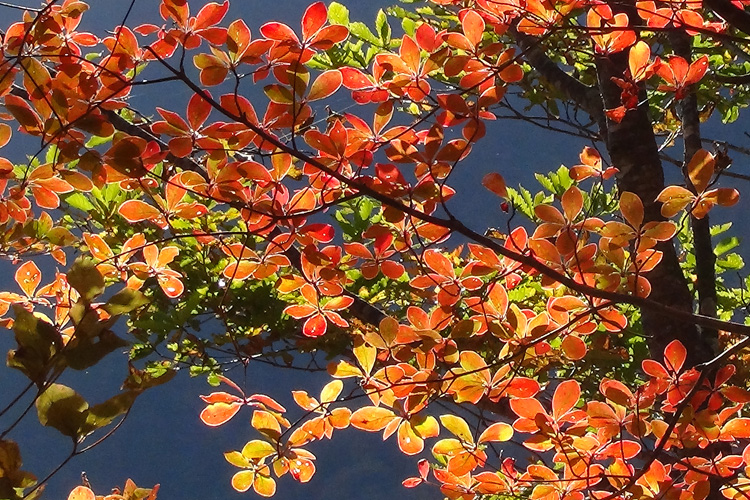 グラデーションに紅葉したツツジの写真
