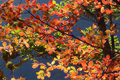 ツツジのグラデーションの紅葉にリンク