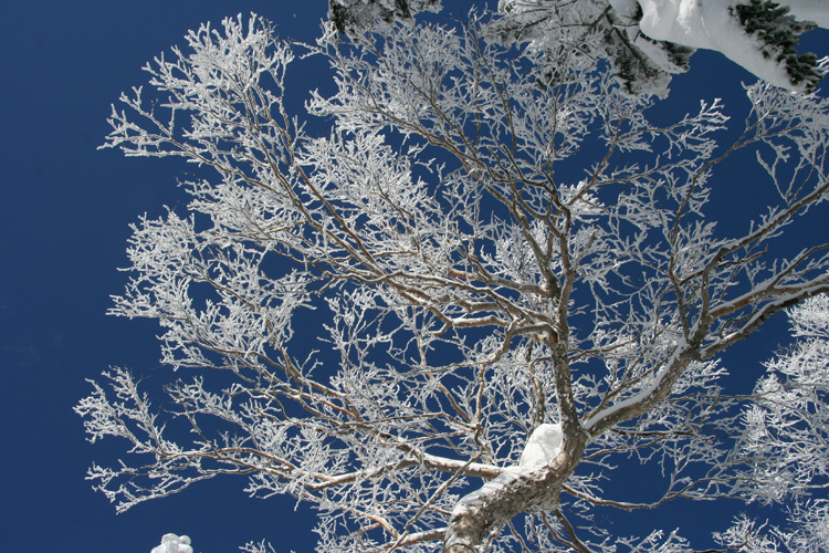 ダケカンバの樹氷の写真