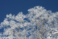 真っ白なダケカンバの樹氷の写真へリンク