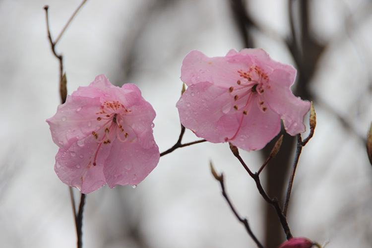 鳴神山で撮影した二つ並んだアカヤシオの花の写真
