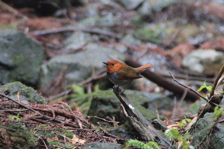 鳴神山で撮影したコマドリの写真