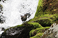 美ヶ原で撮影した苔むした岩の上に立つカワガラスの幼鳥の写真にリンク