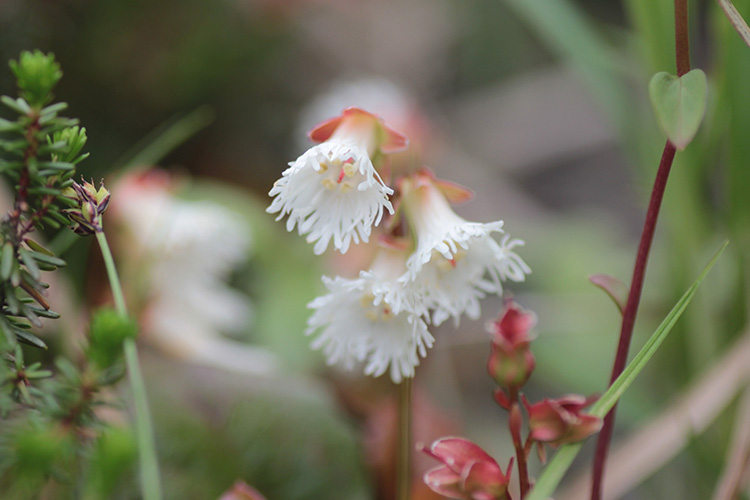 日の出平で撮影した白花のコイワカガミの写真