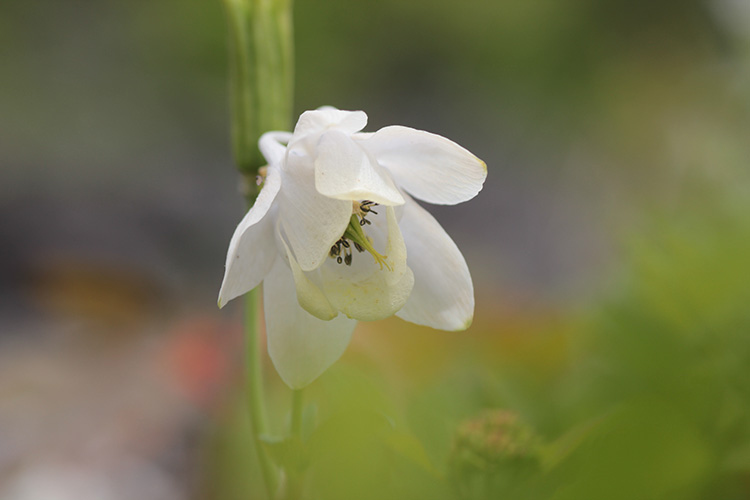 日の出平で撮影した白花のヤマオダマキの写真