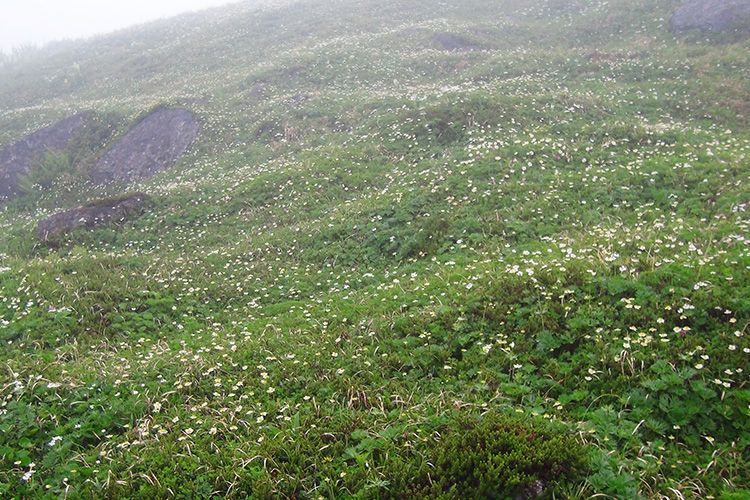 太郎平小屋近くのチングルマのお花畑