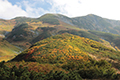 紅葉した雷鳥坂と別山乗越の写真にリンク