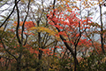 神山の紅葉の写真にリンク