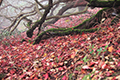 落ち葉の絨毯の写真にリンク