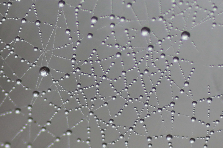 水滴の星座の写真