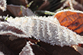 大野山で撮影した落ち葉に付いた霜の写真にリンク