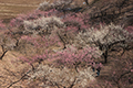 寺家ふるさと村で撮影した梅の写真にリンク