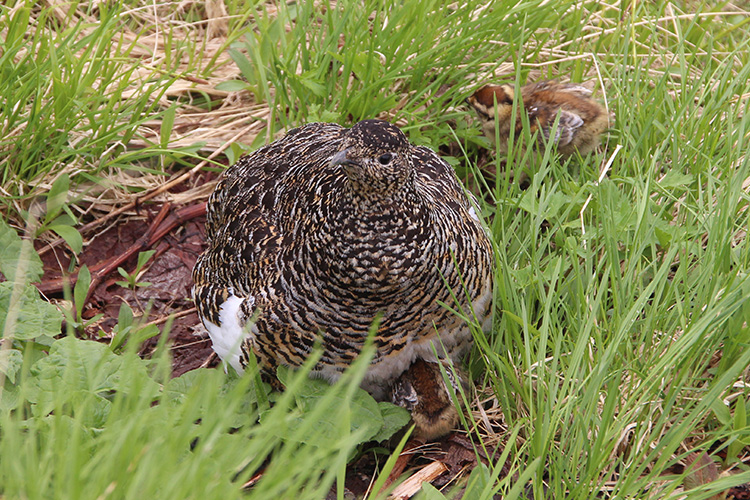 雷鳥の親子の写真
