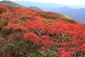 平標山近くの紅葉の写真にリンク