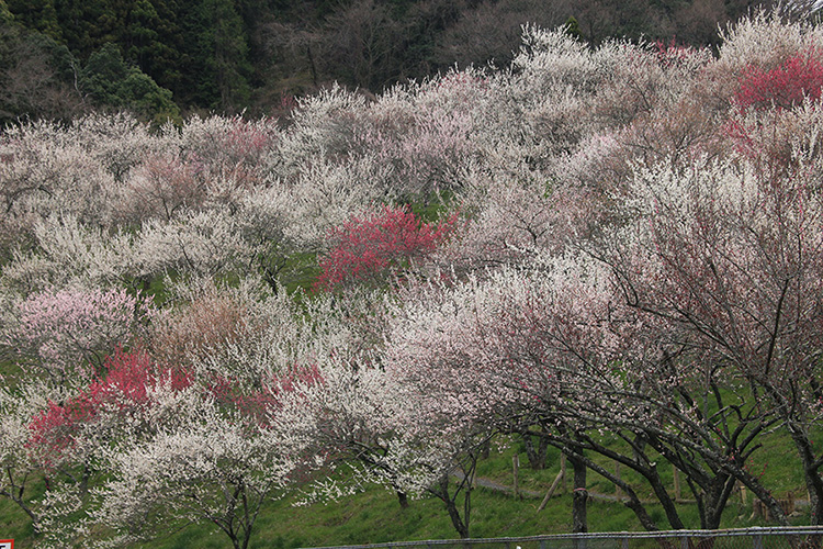 木下沢の梅林の写真