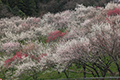 木下沢の梅林の写真にリンク