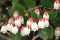 アカモノの花の写真にリンク