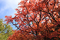 真っ赤に紅葉したナナカマドの写真にリンク