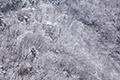 雪化粧した木々の写真にリンク
