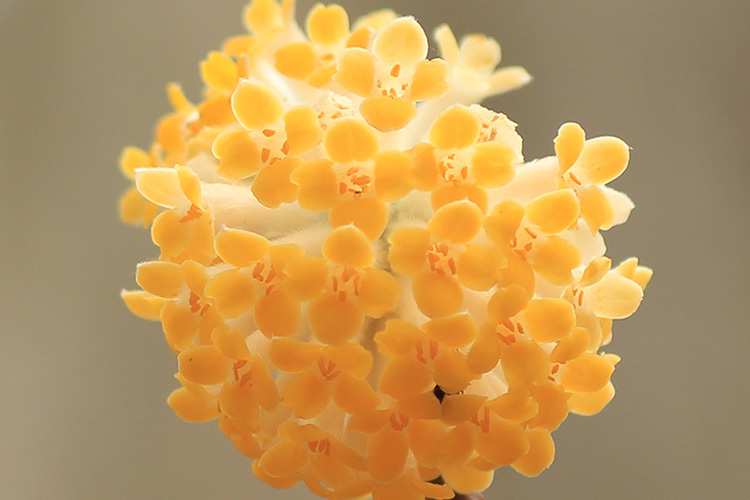 奥久慈男体山で撮影したミツマタの花のアップの写真