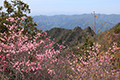 両神山頂のアカヤシオの写真にリンク