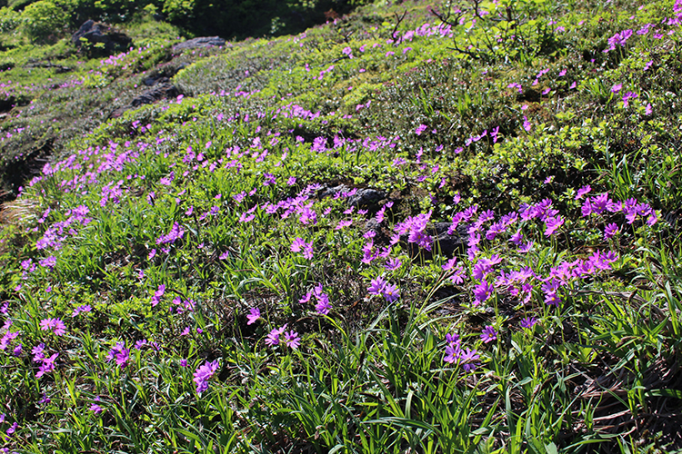 羅臼岳で撮影したエゾコザクラのお花畑の写真