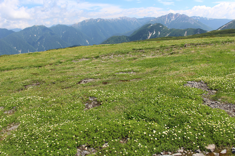 チングルマのお花畑が広がる五色ヶ原の写真