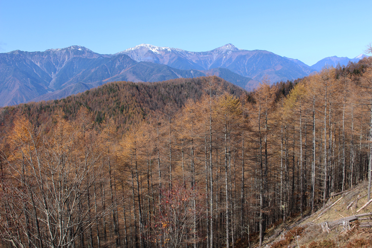 櫛形山から見た紅葉したカラマツと白峰三山の写真